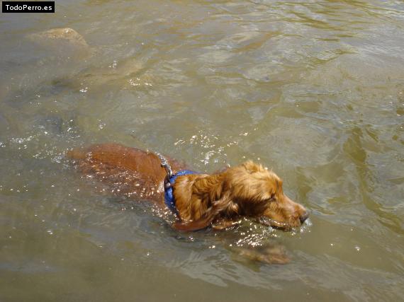 La foto del perro