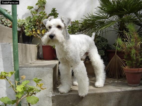La foto del perro