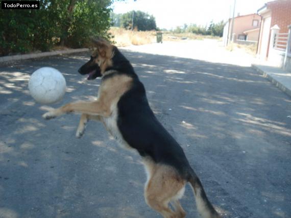 La foto del perro