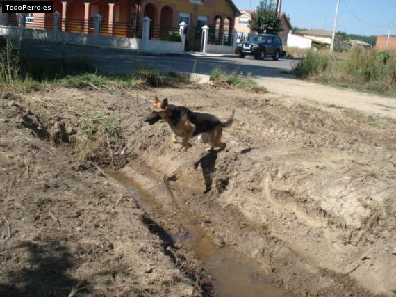 La foto del perro