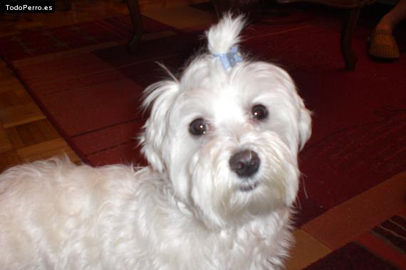 La foto del perro