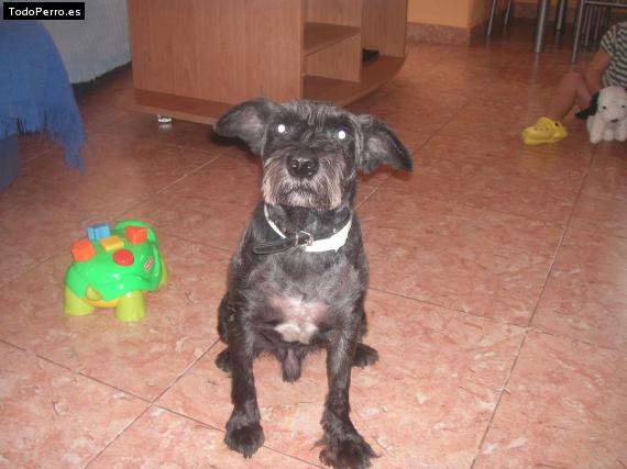 La foto del perro