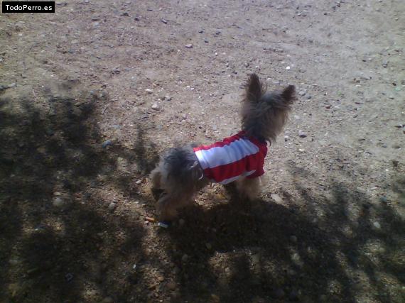 La foto del perro