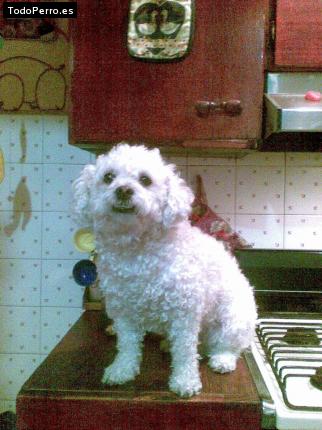 La foto del perro