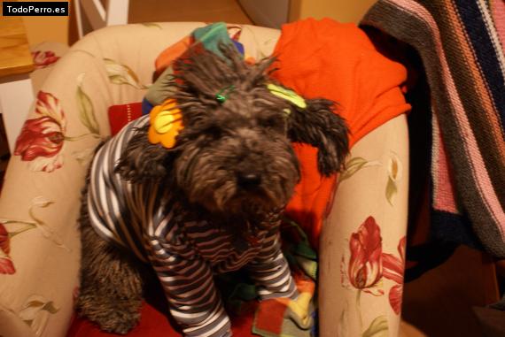 La foto del perro