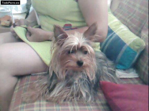 La foto del perro