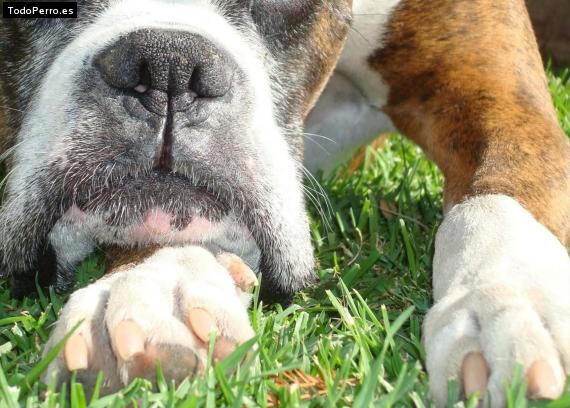 La foto del perro