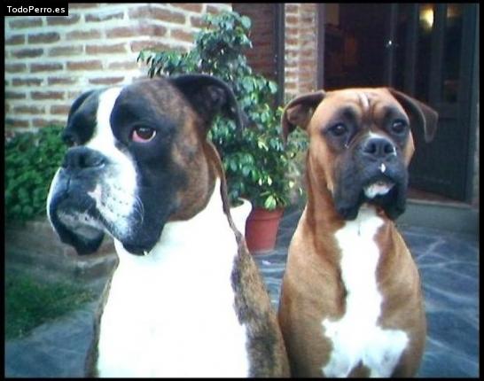 Foto del perro Rocco y ciro