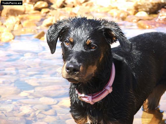 Foto del perro Nika