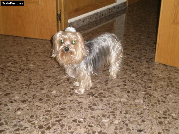 La foto del perro