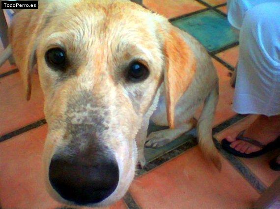 La foto del perro