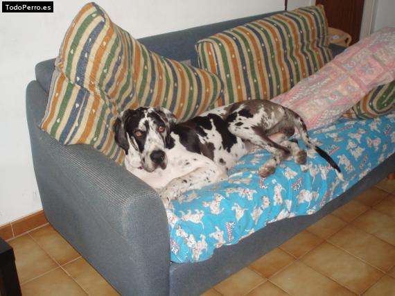 La foto del perro