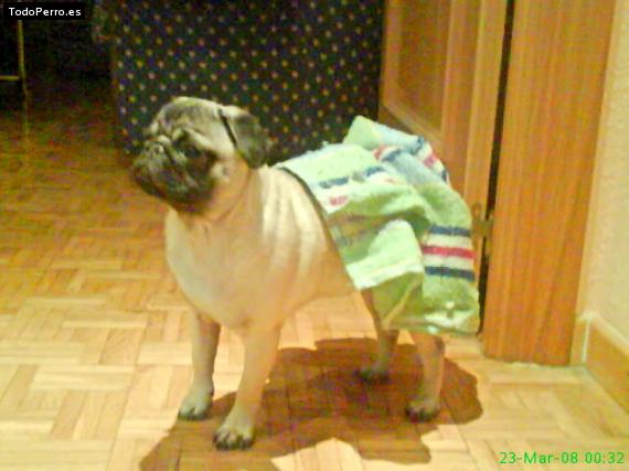 La foto del perro