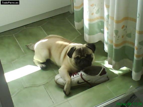 La foto del perro
