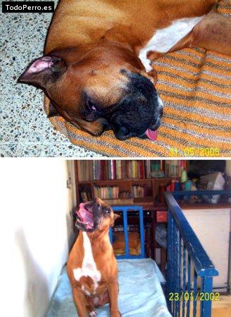 La foto del perro