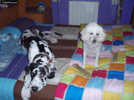 La foto del perro