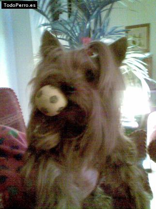 La foto del perro