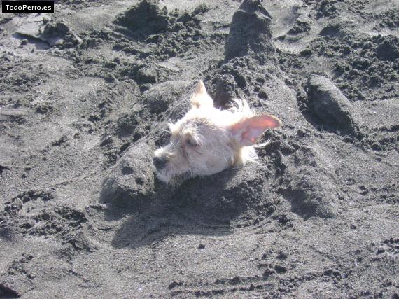 La foto del perro