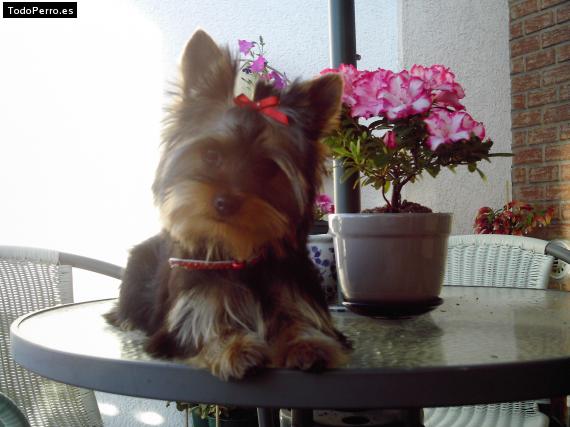 La foto del perro
