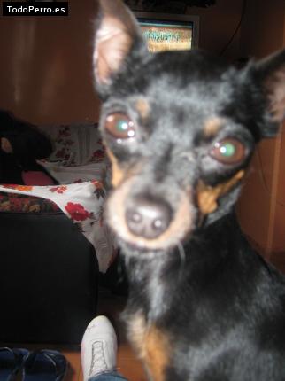 La foto del perro