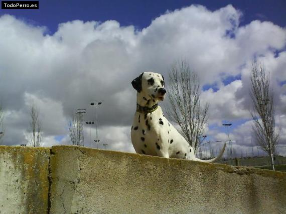 La foto del perro