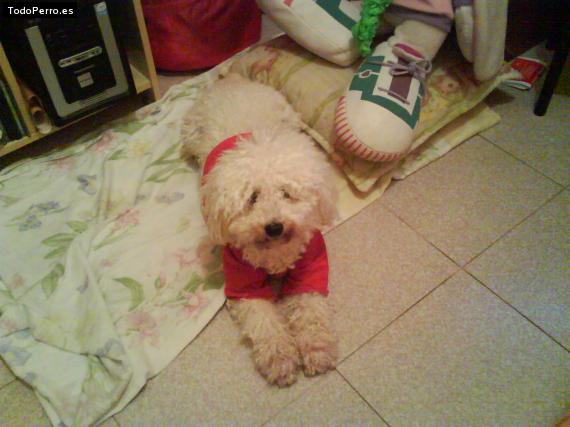 La foto del perro