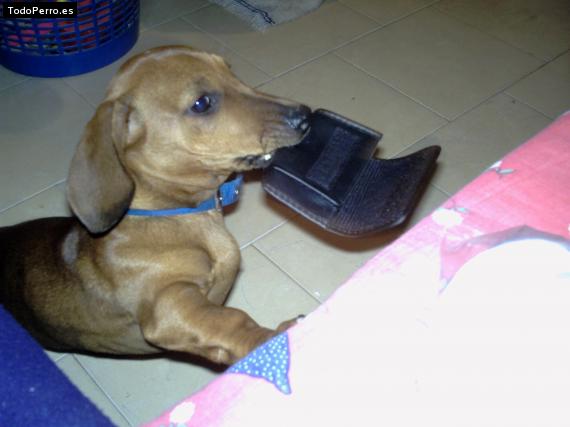 La foto del perro