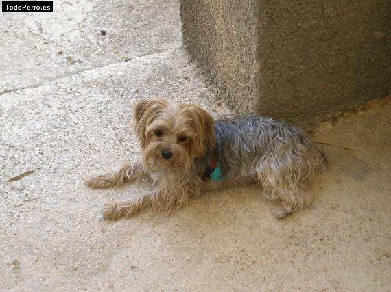 La foto del perro