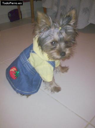 La foto del perro