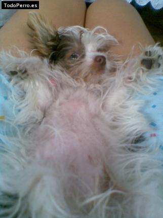 La foto del perro