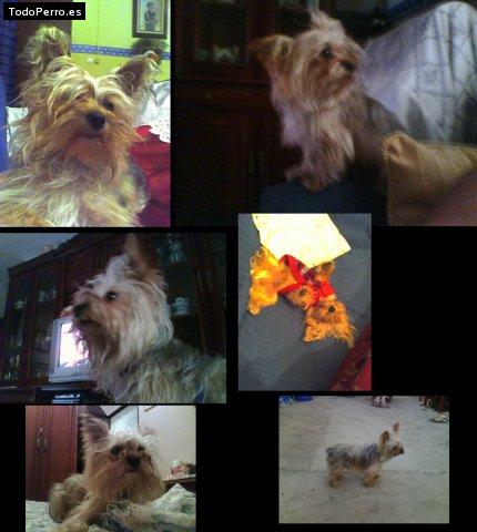 La foto del perro