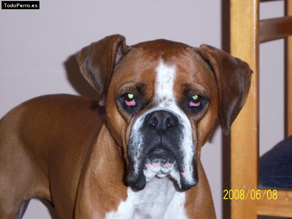 La foto del perro