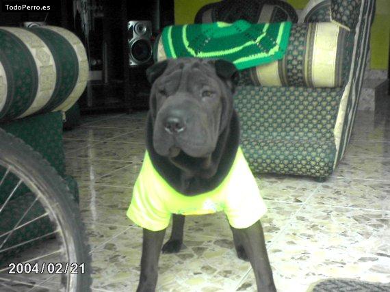 La foto del perro