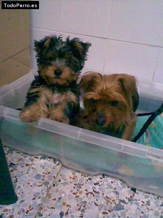 La foto del perro