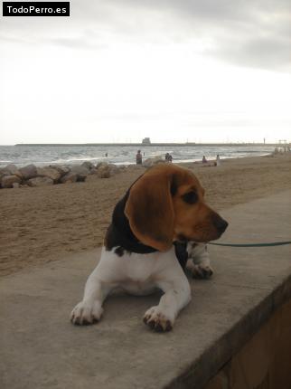 La foto del perro