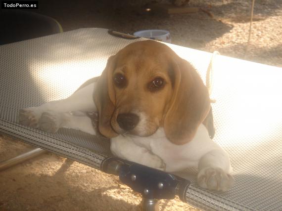 La foto del perro