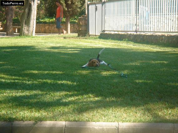 La foto del perro