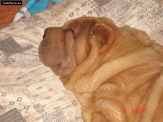 La foto del perro