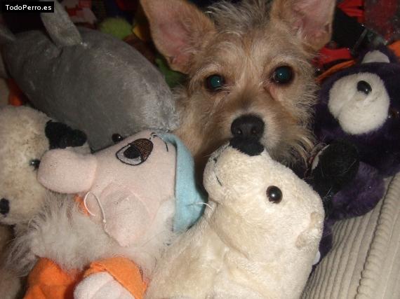 La foto del perro