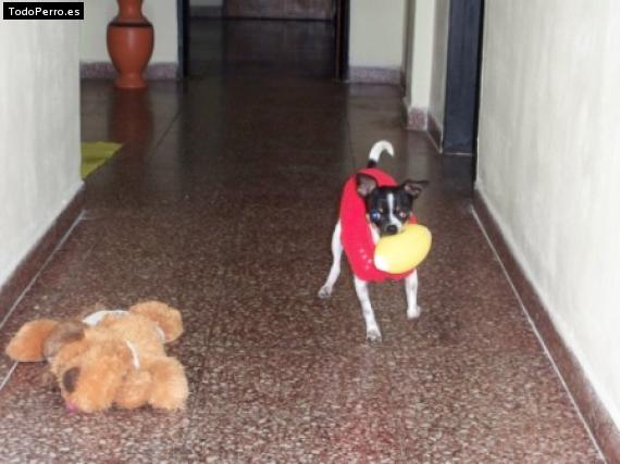 La foto del perro