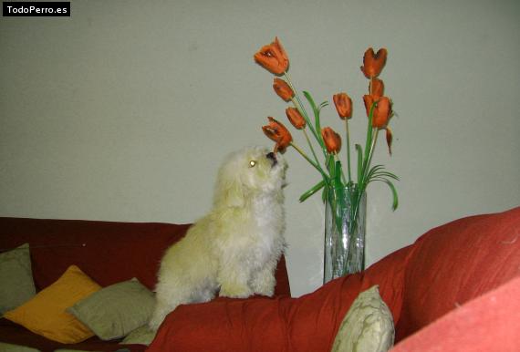 La foto del perro