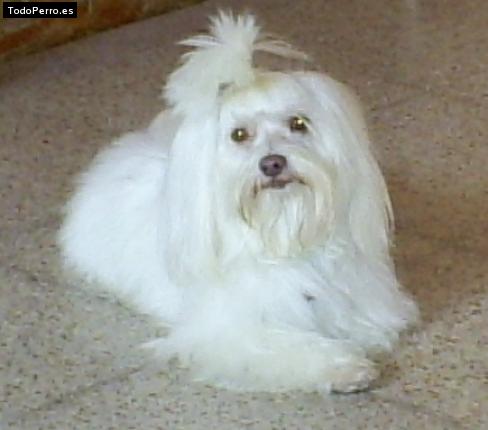 La foto del perro