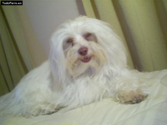 La foto del perro