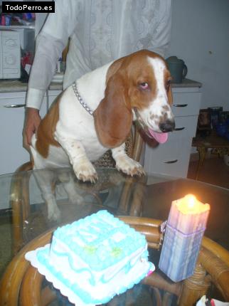 La foto del perro