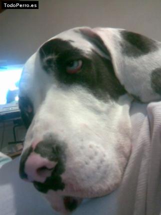 La foto del perro