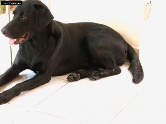 La foto del perro