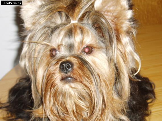 La foto del perro