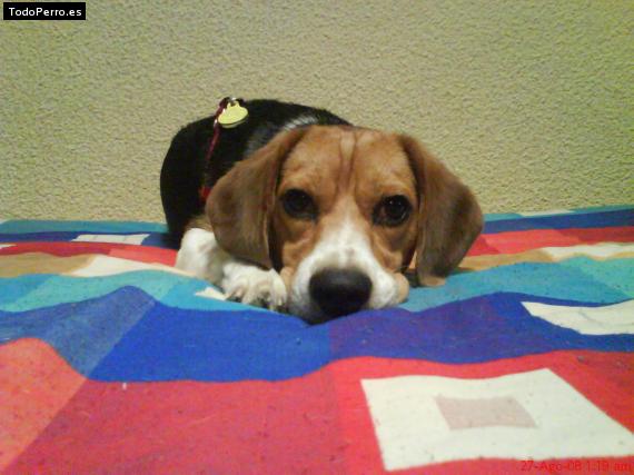 La foto del perro