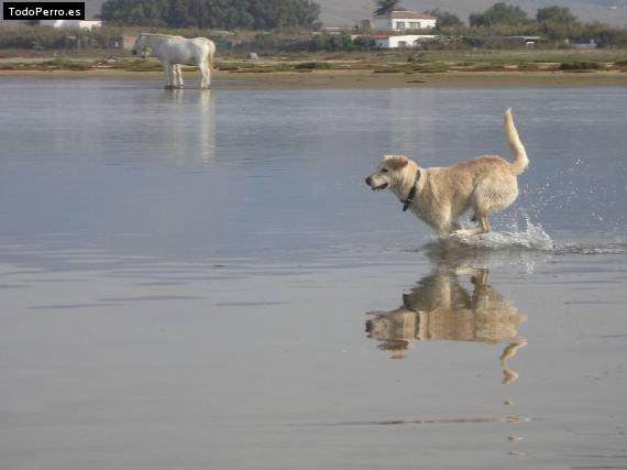La foto del perro