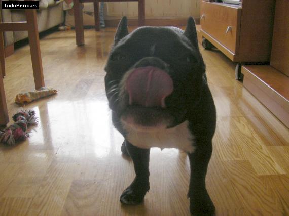 La foto del perro